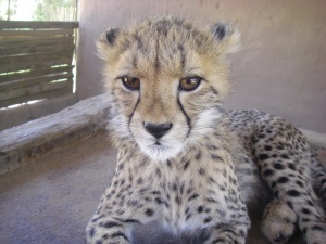 An cheetah cub at the Cheetah Experience. 